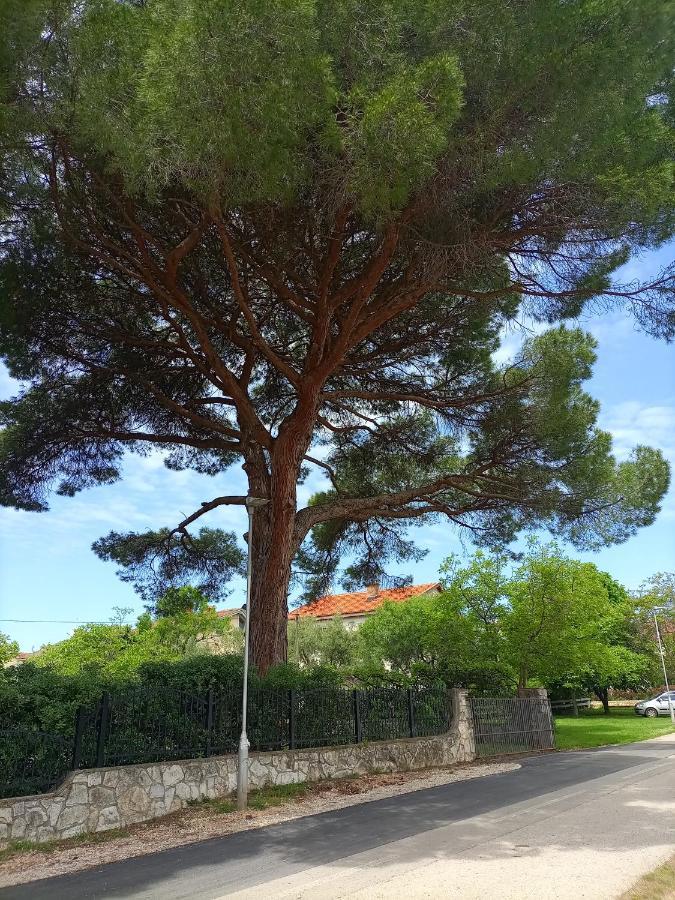 Apartments Ingrid Novigrad Istria エクステリア 写真